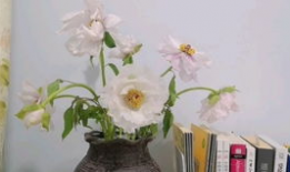 草草草草视频,揭秘幕后制作过程